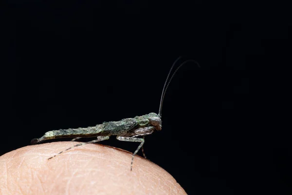 Amorphoscelis Mantis Stock Photo — 스톡 사진