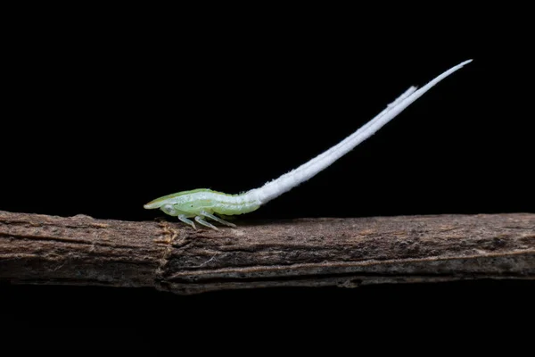 Grön Lövtratt Nymph Med Långa Svansar — Stockfoto