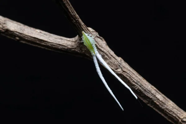 乾燥した枝に長い尾を持つ葉ホッパーニンフ — ストック写真