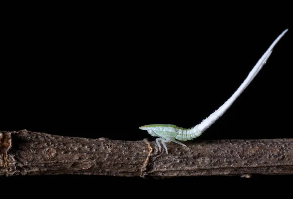 Funil Folhas Com Belas Caudas Longas — Fotografia de Stock