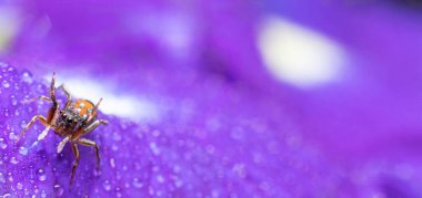 Mavi çiçekte güzel bir örümcek