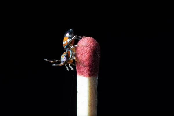 Beautiful Metallic Jumping Spider Matchstick — Stock Photo, Image