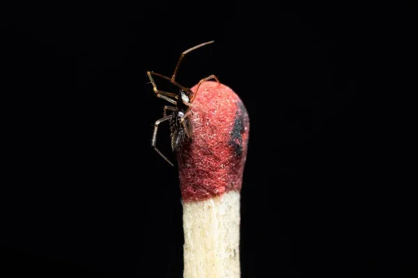 Uma Aranha Assustadora Num Palito Fósforo — Fotografia de Stock