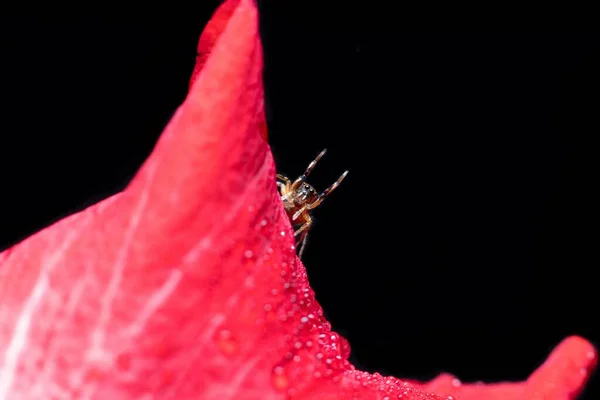 Bela Aranha Saltando Olhando Escondendo Ver Através Uma Flor Vermelha — Fotografia de Stock