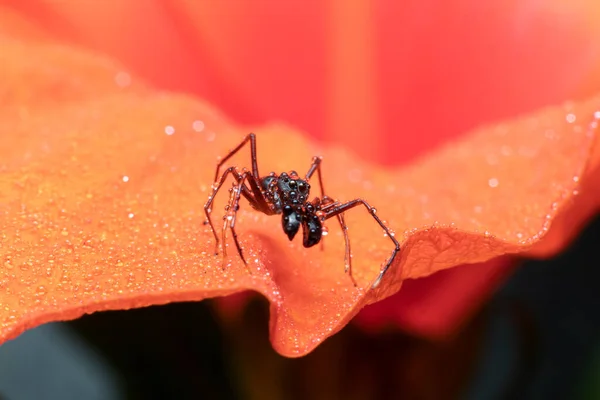 Gyönyörű Férfi Hangya Utánozza Pók Egy Narancssárga Hibiszkusz Virág — Stock Fotó