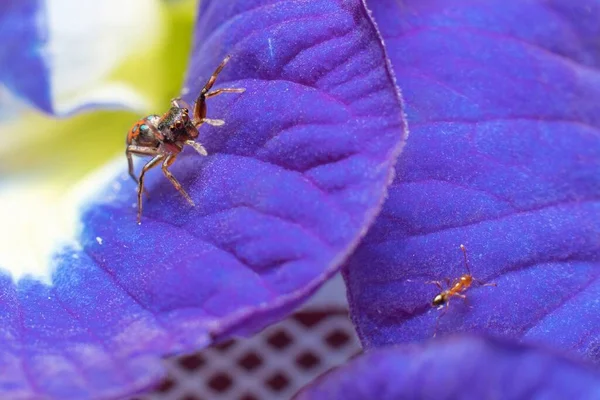 Vacker Metallic Hoppa Spindel Blå Blomma Väntar Bytet — Stockfoto