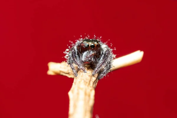 Roztomilý Skokový Pavouk Zblízka Foto — Stock fotografie