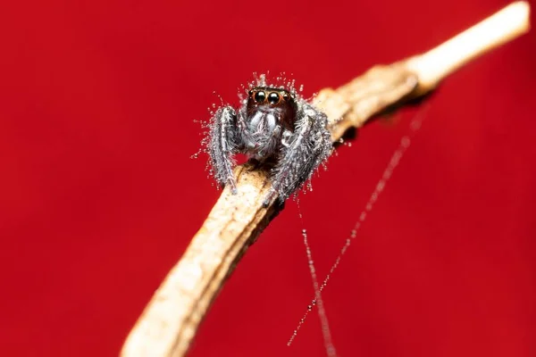 Niedlich Aussehende Springende Spinne Mit Wasser Bedeckt Nahaufnahme Foto — Stockfoto
