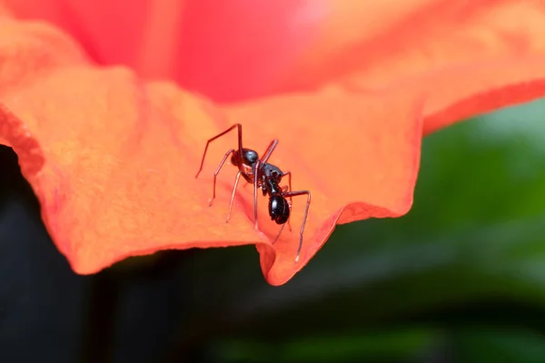 Pókot Utánozó Hím Hangya Egy Narancssárga Hibiszkusz Virágán — Stock Fotó
