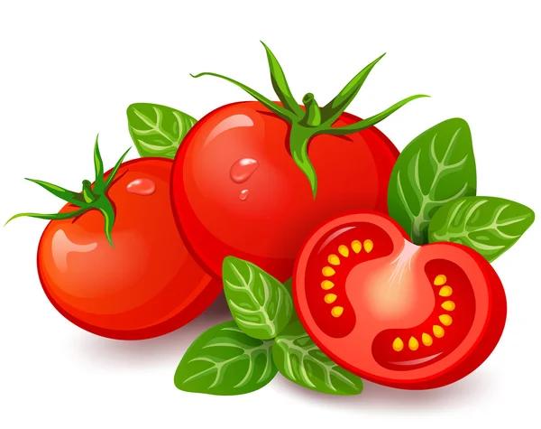 Tomates frescos com manjericão — Vetor de Stock