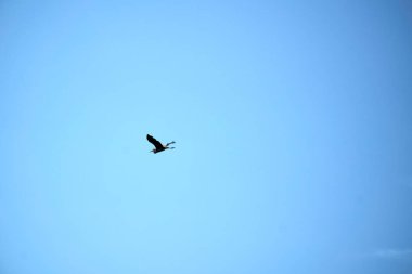 Gün boyunca gökyüzünde uçan yalnız kuşun alçak açılı görüntüsü