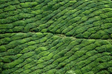 Cameron Highland, Malezya 'daki çay tarlasına yakın görüş