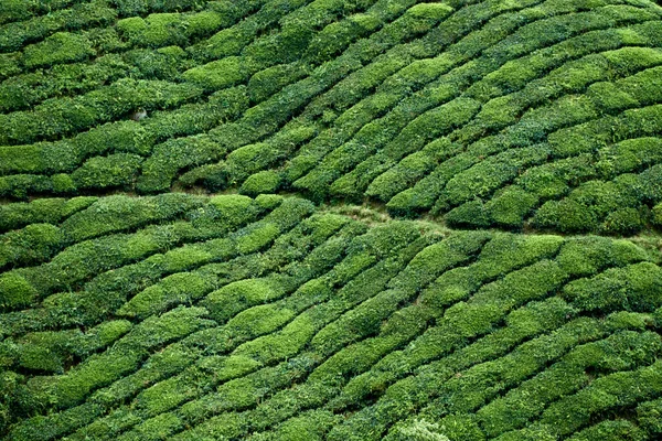 Cameron Highland, Malezya 'daki çay tarlasına yakın görüş