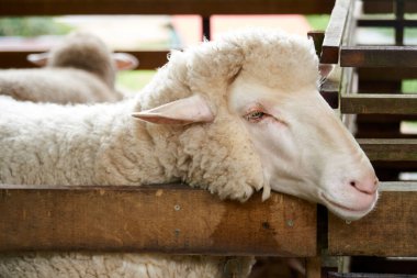 Cameron Highland, Malezya 'daki ahırda bir koyunun portresi