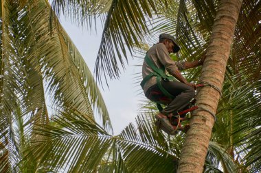 Köylü, Hindistan cevizi ağacına tırmanmak için tırmanma ekipmanı giyiyor.