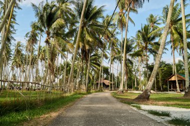 Kampung Agong, Penang 'da palmiye ağacının olduğu yol ya da yol ortada.