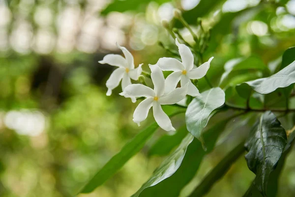 Selective Focus Three Petal White Crape Jasmine Green Leaves — Stock Photo, Image