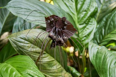 Yeşil yapraklı yarasa zambak çiçeğinin seçici odağı