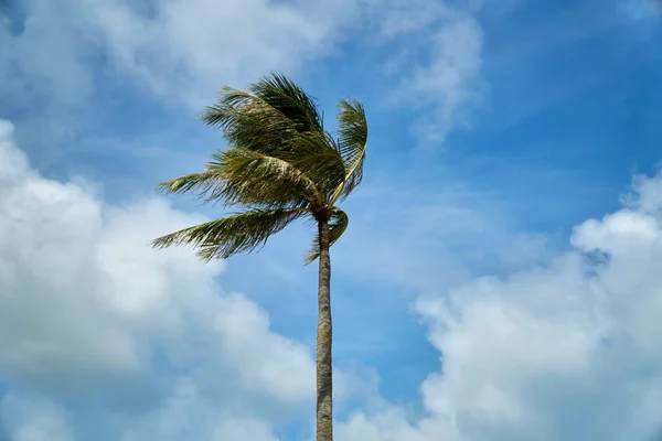 Palm trees blowing by the strong winds against the sky