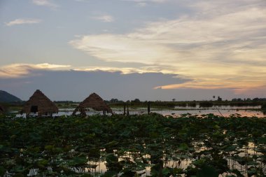 Alacakaranlıkta Siem Reap, Kamboçya 'daki nilüfer tarlası manzarası