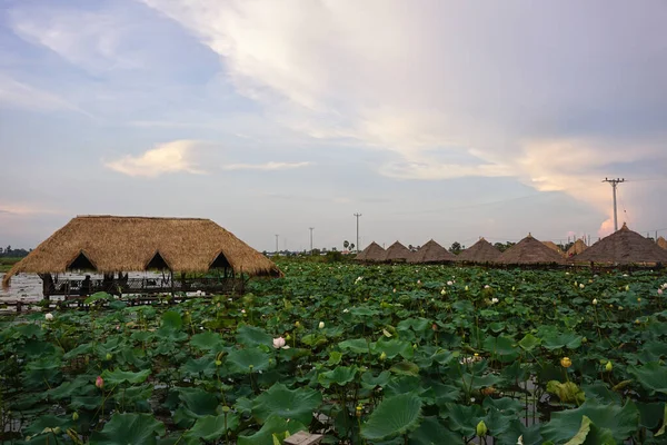 Alacakaranlıkta Siem Reap, Kamboçya 'daki nilüfer tarlası manzarası