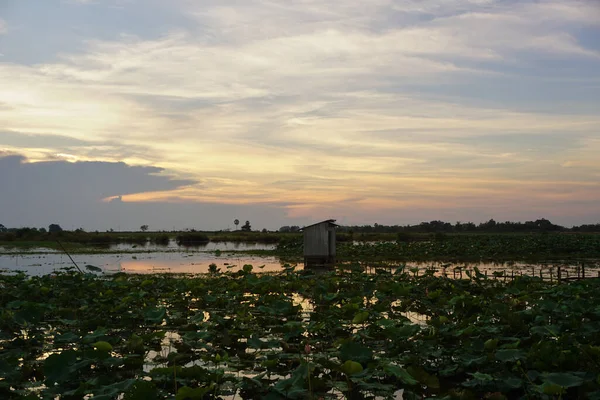 Alacakaranlıkta Siem Reap, Kamboçya 'daki nilüfer tarlası manzarası