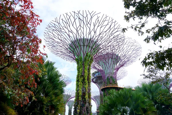 Gündüz vakti Singapur körfezinin yanındaki bahçede bir süperağaç korusu.