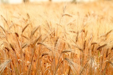 Güzel bir arpa tarlası manzarası yazın nadir görülür ve altın arpa tarlası alkollü içecekler üretmek için ekilmiş bir arpa tarlasıdır..