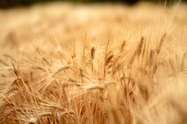 Güzel bir arpa tarlası manzarası yazın nadir görülür ve altın arpa tarlası alkollü içecekler üretmek için ekilmiş bir arpa tarlasıdır..