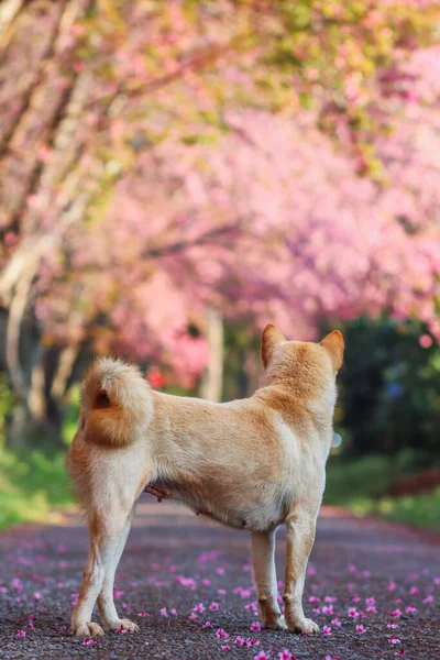 A dog is walking on a street inside a park where cherry blossom Sakura trees are planted to decorate the garden. A dog is searching for you on a road lined with beautiful cherry blossom trees.