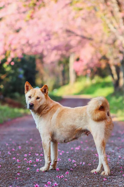 A dog is walking on a street inside a park where cherry blossom Sakura trees are planted to decorate the garden. A dog is searching for you on a road lined with beautiful cherry blossom trees.