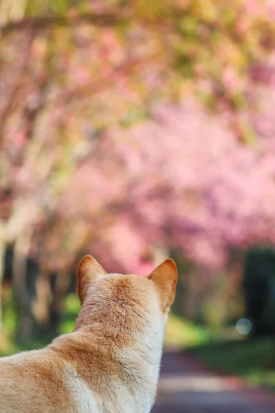 A dog is walking on a street inside a park where cherry blossom Sakura trees are planted to decorate the garden. A dog is searching for you on a road lined with beautiful cherry blossom trees.