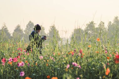 Chiang Rai / THAILAND-28 Kasım 2019: Soft Focus, genç bir fotoğrafçı kozmos çiçek tarlasını sabah tek başına kaydediyor. Bir fotoğrafçı doğanın güzelliğini yakalamak için seyahat eder.