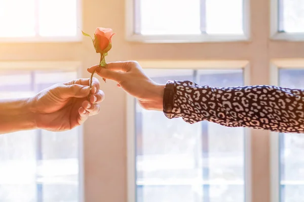 Foco Suave Rosas Preparadas Para Amantes Dia Dos Namorados Para — Fotografia de Stock