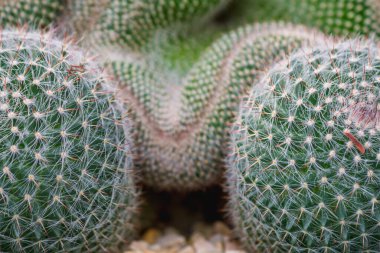 Bahçeyi popüler sulu bir kaktüs türü olması için dekore etmeye hazırlanan kaktüs bitkisi. Çünkü kaktüs sulu türleri kuraklığa dayanıklı olduğu için bakımı kolay bir bitkidir..