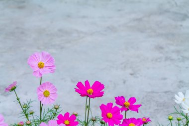 Yumuşak ve Seçkin Odak, Kozmos Çiçeği 'nin renkli bir tarlası ziyaretçilerin kışın ve kozmos tarlasını ziyaret etmeleri için ekilir. Çiçek ayrıca sevgililer gününde çiftlerin buluşmasıdır..