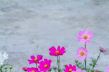 Yumuşak ve Seçkin Odak, Kozmos Çiçeği 'nin renkli bir tarlası ziyaretçilerin kışın ve kozmos tarlasını ziyaret etmeleri için ekilir. Çiçek ayrıca sevgililer gününde çiftlerin buluşmasıdır..