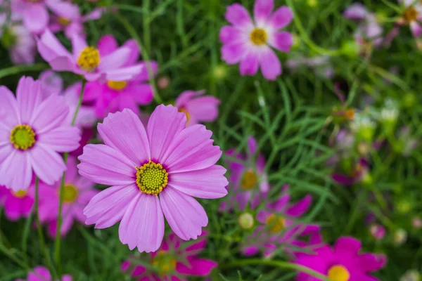 Soft Select Focus Campo Colorido Cosmos Flower Plantado Para Visitantes — Fotografia de Stock