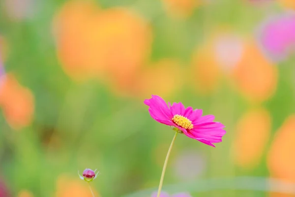 Soft Select Focus Campo Colorido Cosmos Flower Plantado Para Visitantes — Fotografia de Stock