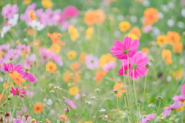 Zacht Selecteer Focus Een Kleurrijk Veld Van Cosmos Bloem Wordt — Stockfoto