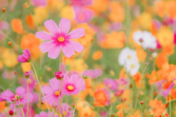選び抜かれた柔らかなコスモス畑冬のコスモス畑とコスモス畑を訪れる観光客のために 色とりどりのコスモス畑が植えられています 花はバレンタインデーのカップルの会議でもあります — ストック写真