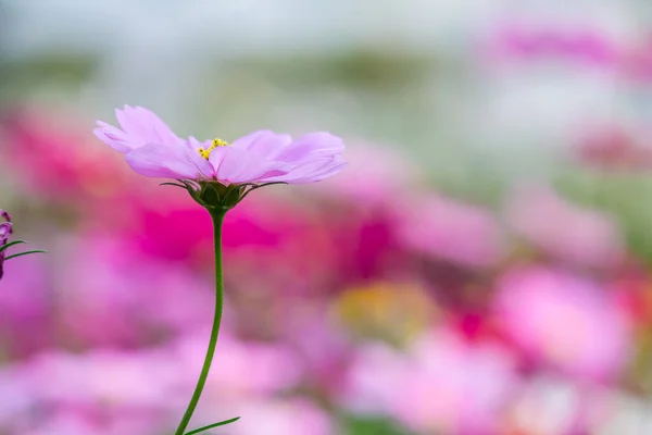 Soft Select Focus Campo Colorido Cosmos Flower Plantado Para Visitantes — Fotografia de Stock