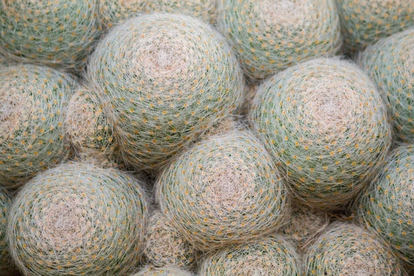 Pianta Cactus Che Pronta Decorare Giardino Essere Una Specie Cactus — Foto Stock