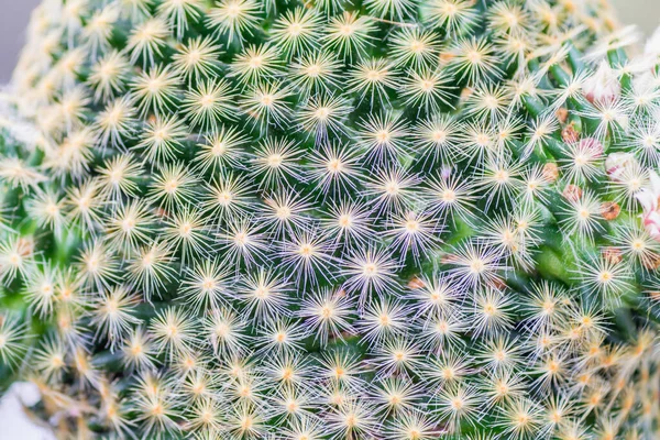 Planta Cactus Que Prepara Para Decorar Jardín Para Ser Una — Foto de Stock