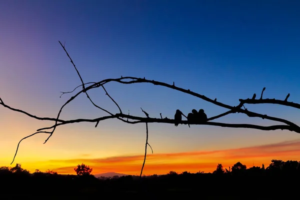 Blurred Photo Silhouette Bird Perched Branch Evening Sunset Makes See — Stock Photo, Image