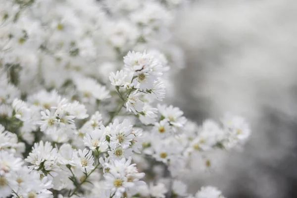 美丽的白色切花场是一个开放的花园 让游客在冬天看到美丽的景色 白花切花是一种含意良好的开花植物 如纯洁的爱情 — 图库照片