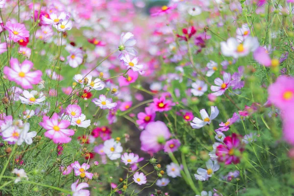 カラフルなコスモス畑は 観光客が広大なコスモス畑で写真を撮るための観光スポットに植えられた人気の冬の花です 冬の色とりどりの花畑の背景 — ストック写真