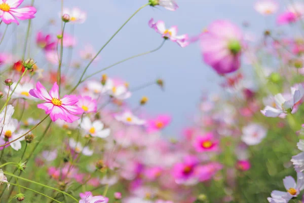 カラフルなコスモス畑は 観光客が広大なコスモス畑で写真を撮るための観光スポットに植えられた人気の冬の花です 冬の色とりどりの花畑の背景 — ストック写真