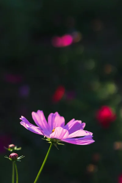 Hermosas Flores Cosmos Sobre Fondo Borroso Hacen Que Destaquen Del — Foto de Stock