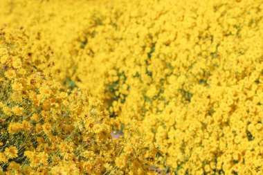 Turistler için tarlaya ekilen stachydrine chrysanthemum çiçeklerini gösteren bulanık sarı soyut arkaplan.